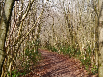 A path through the woods of Beetham Fell