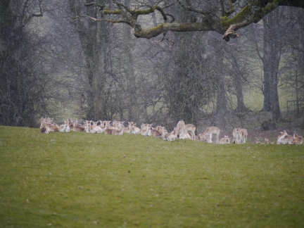 Fallow deer during a flurry of snow in Dallam Park