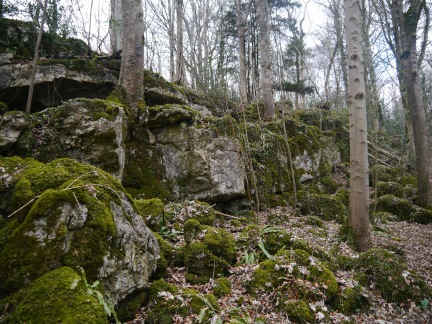 Mossy limestone scar in Hyning Scout Wood