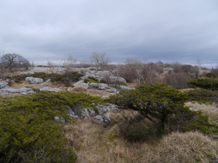 Limestone and juniper