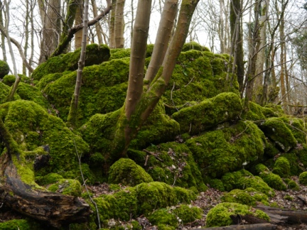 Lichen covered limestone in the woods behind the church