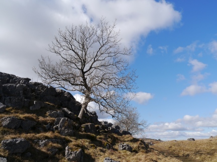A lone tree on a limestone outcrop