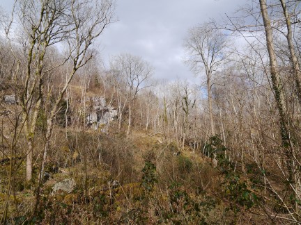 Limestone outcrop in Potts Wood