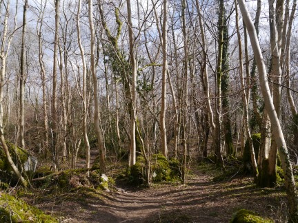 Potts Wood