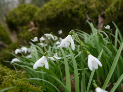 Snowdrops in Beetham Park woods