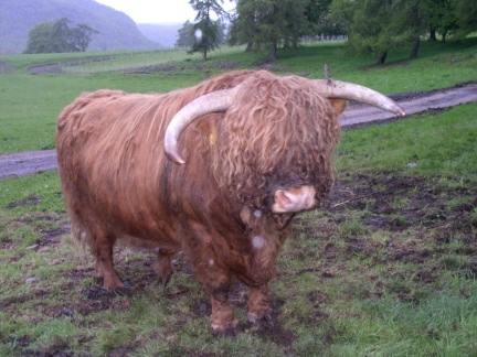 A large and rather hirsute Highland bull