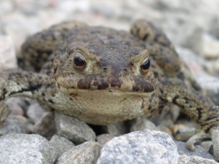 A toad