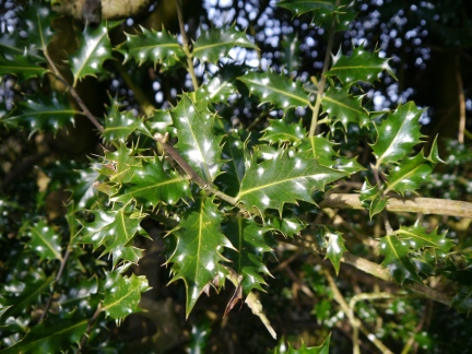 Holly in Skipton Woods