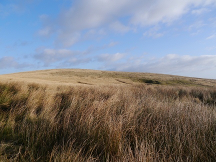 Newton Moor