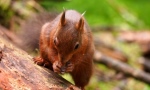 One of the Snaizeholme red squirrels
