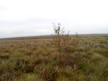 The top of Pickerstone Ridge