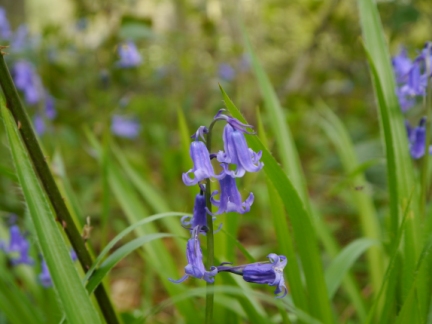 Bluebells