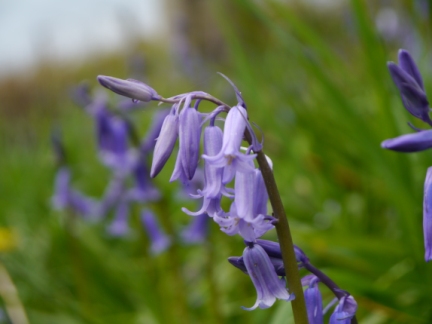 Bluebells