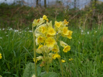 Cowslip