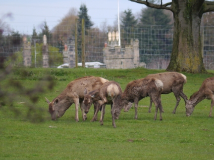 Deer in Ripley Park