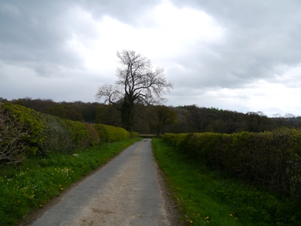 Looking back along Hollybank Lane to Hollybank Wood