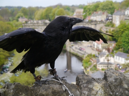 One of the castle ravens