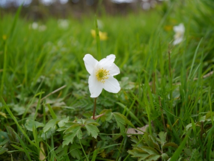 Woodland Anemone