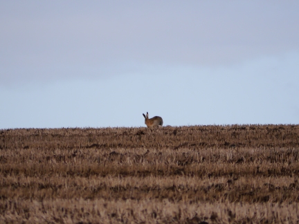 A hare on Caulkleys Bank