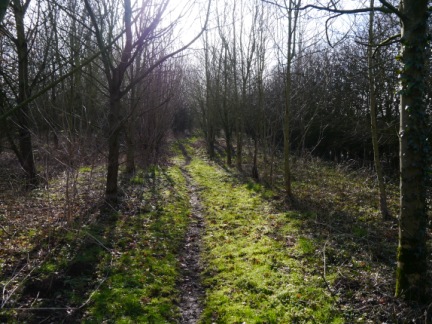 Joan's Wood