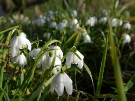 Snowdrops near West Ness