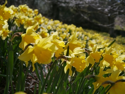 Daffodils near Beckstones