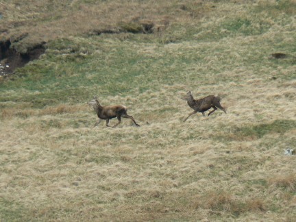 Deer on Tarn Crag