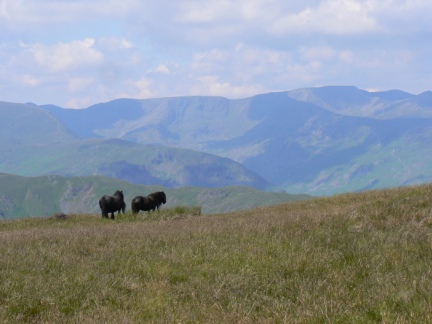 A couple of fell ponies on Wether Hill