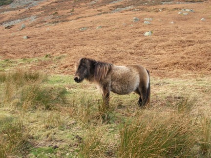 A wild pony in Mosedale