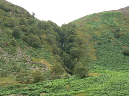 Scale Force hidden in the trees