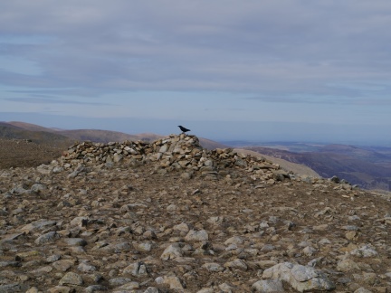 A raven on the top of Fairfield