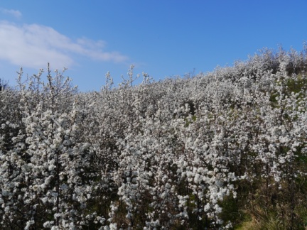 Flowering blackthorn