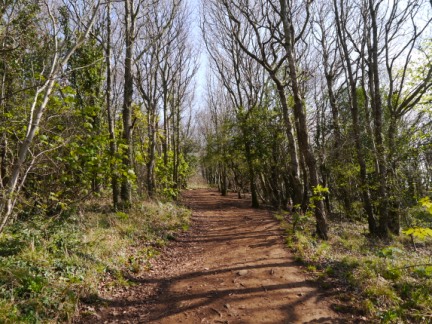 One of the woodland paths on the slopes of Bryn Euryn