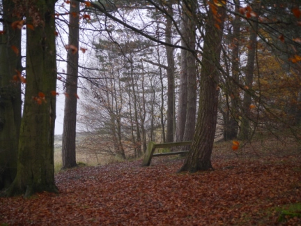 November woods at Swinsty