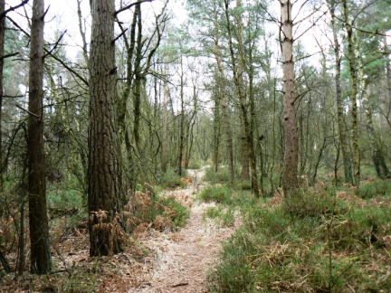 The pleasant path through Beecroft Moor Plantation