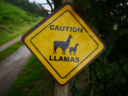 Not something you expect to see in the Dales!