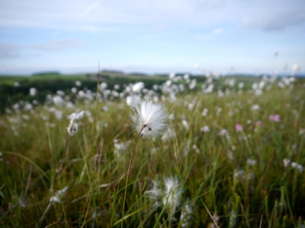 Cotton grass on Eavestone Moor