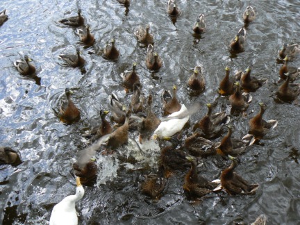 The local ducks in a feeding frenzy