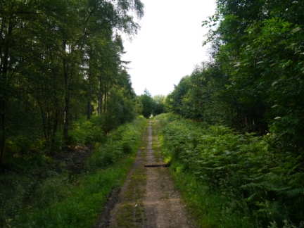The path through the plantations of High Moor