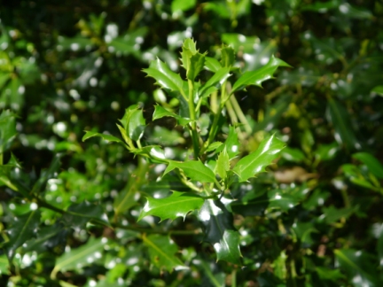 Holly in Old Spring Wood
