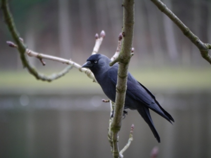 A jackdaw