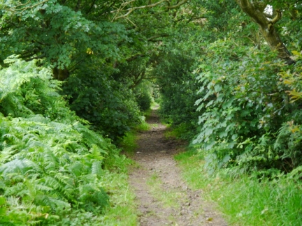 An enclosed section of the Nidderdale Way