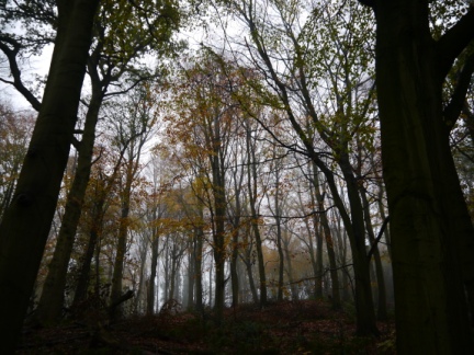Misty woods