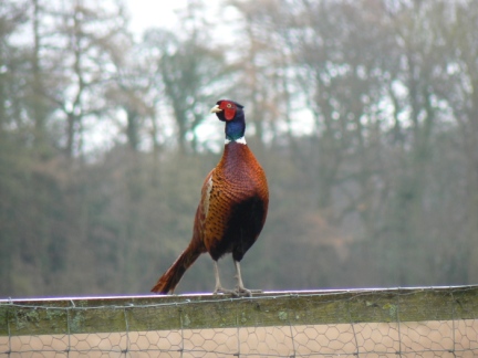 A pheasant who kindly posed for me on top of a fence