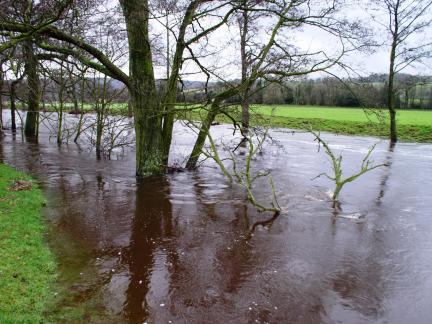 The Nidd in flood