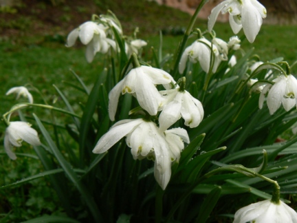 A close up of some of the many snowdrops we saw