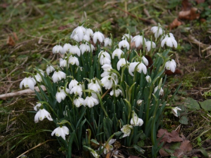 Some snowdrops