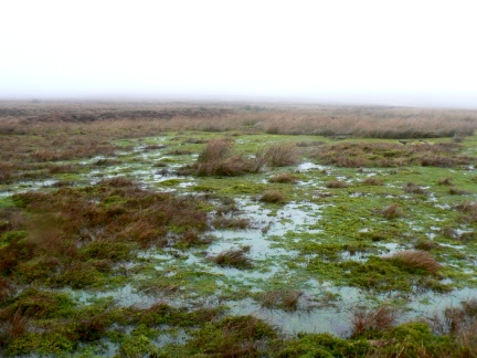 A particularly wet looking bog