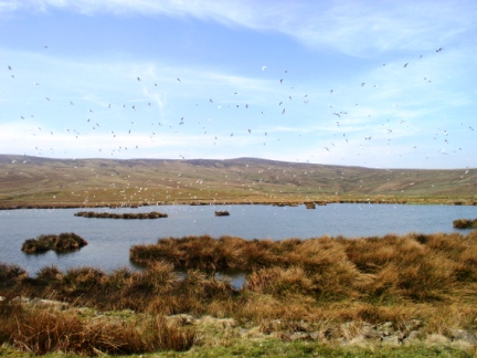 Dodd Reservoir backed by Killhope Law