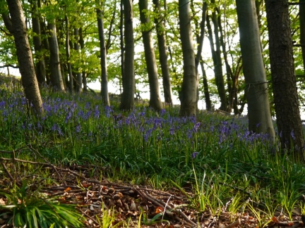 Bluebells in Whorl Hill Woods